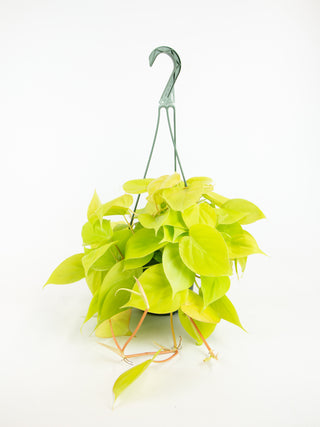 philodendron scandens neon Philodendron hederaceum 'lemon lime'