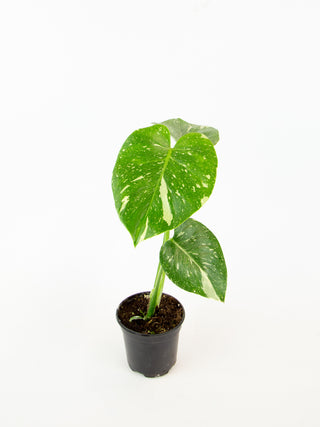 monstera deliciosa thai Monstera deliciosa 'Thai Constellation' – ARIUM BOTANICALS