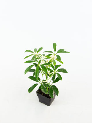Schefflera arboricola variegata