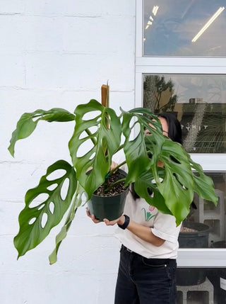 monstera acacoyaguensis Monstera acacoyaguensis