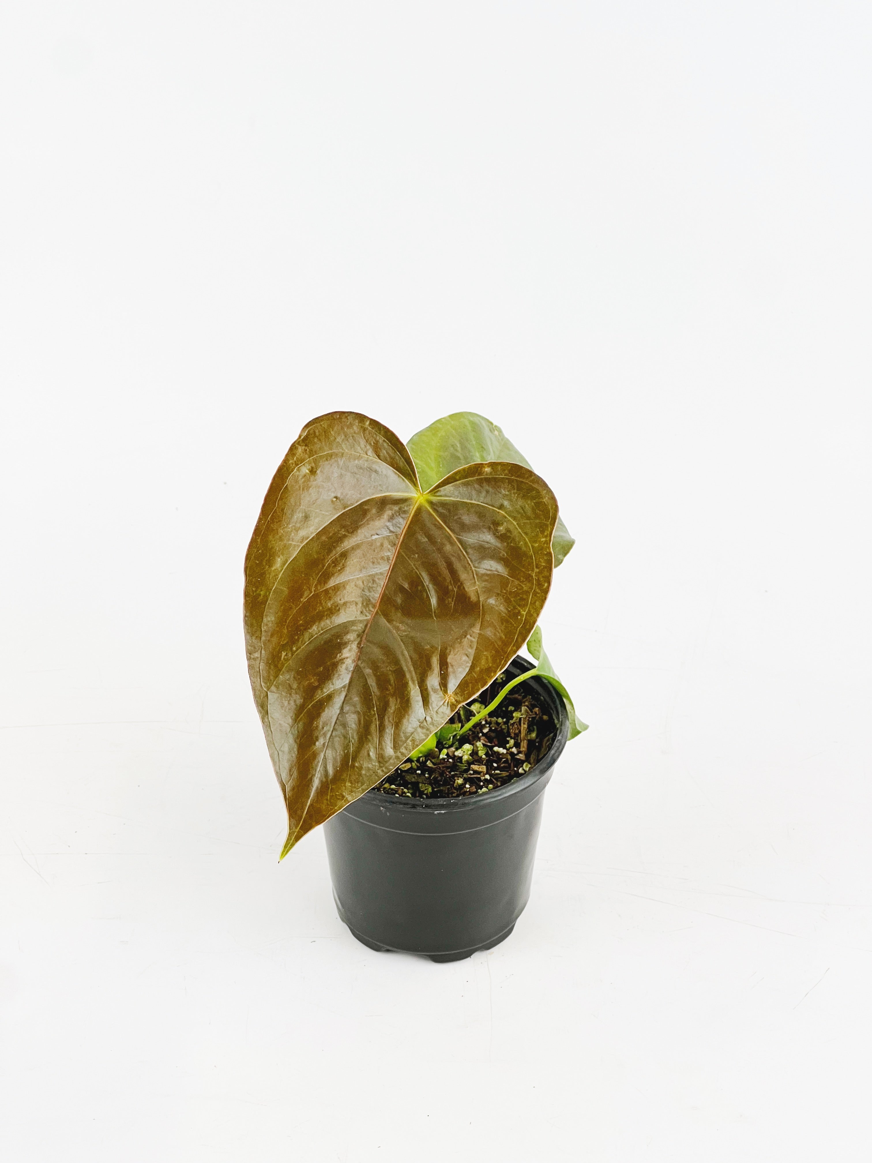 Anthurium moodeanum – ARIUM BOTANICALS